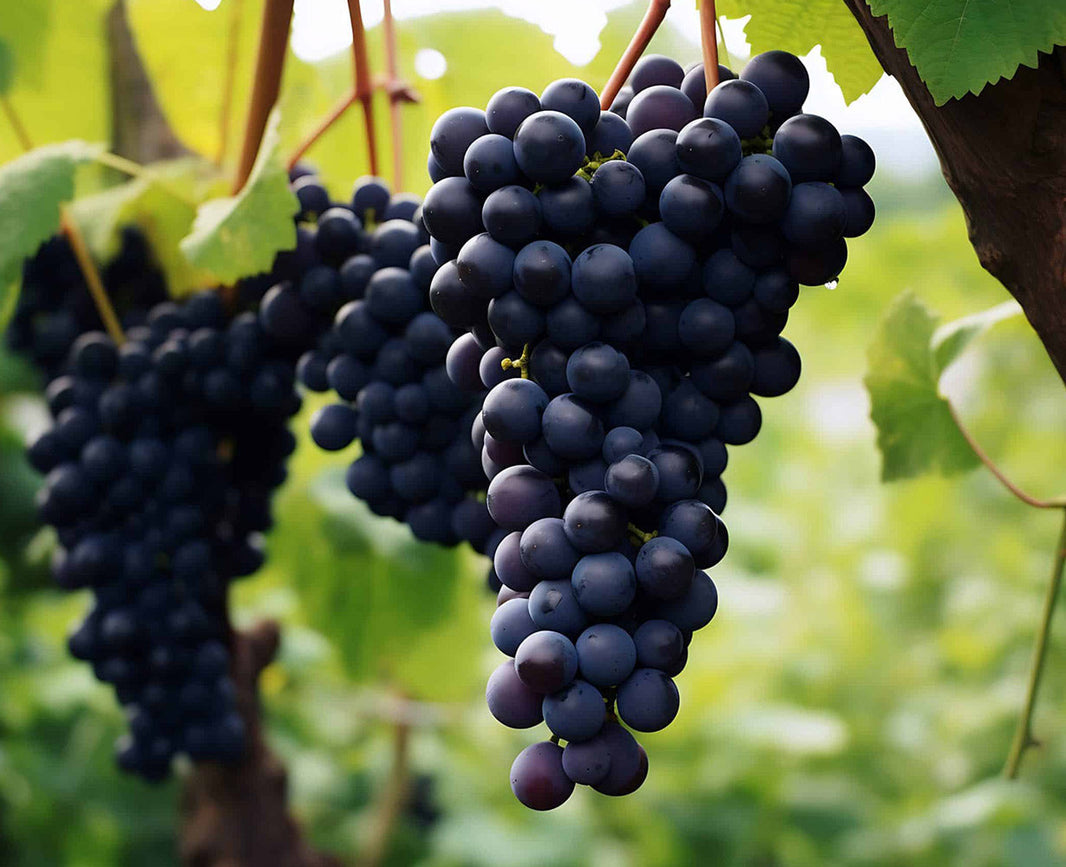Tempranillo vin – Spaniens populære rødvinsdrue