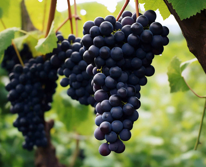 Tempranillo vin – Spaniens populære rødvinsdrue